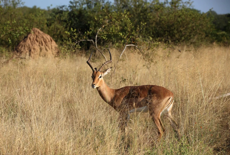 a deer stands in tall grass next to trees