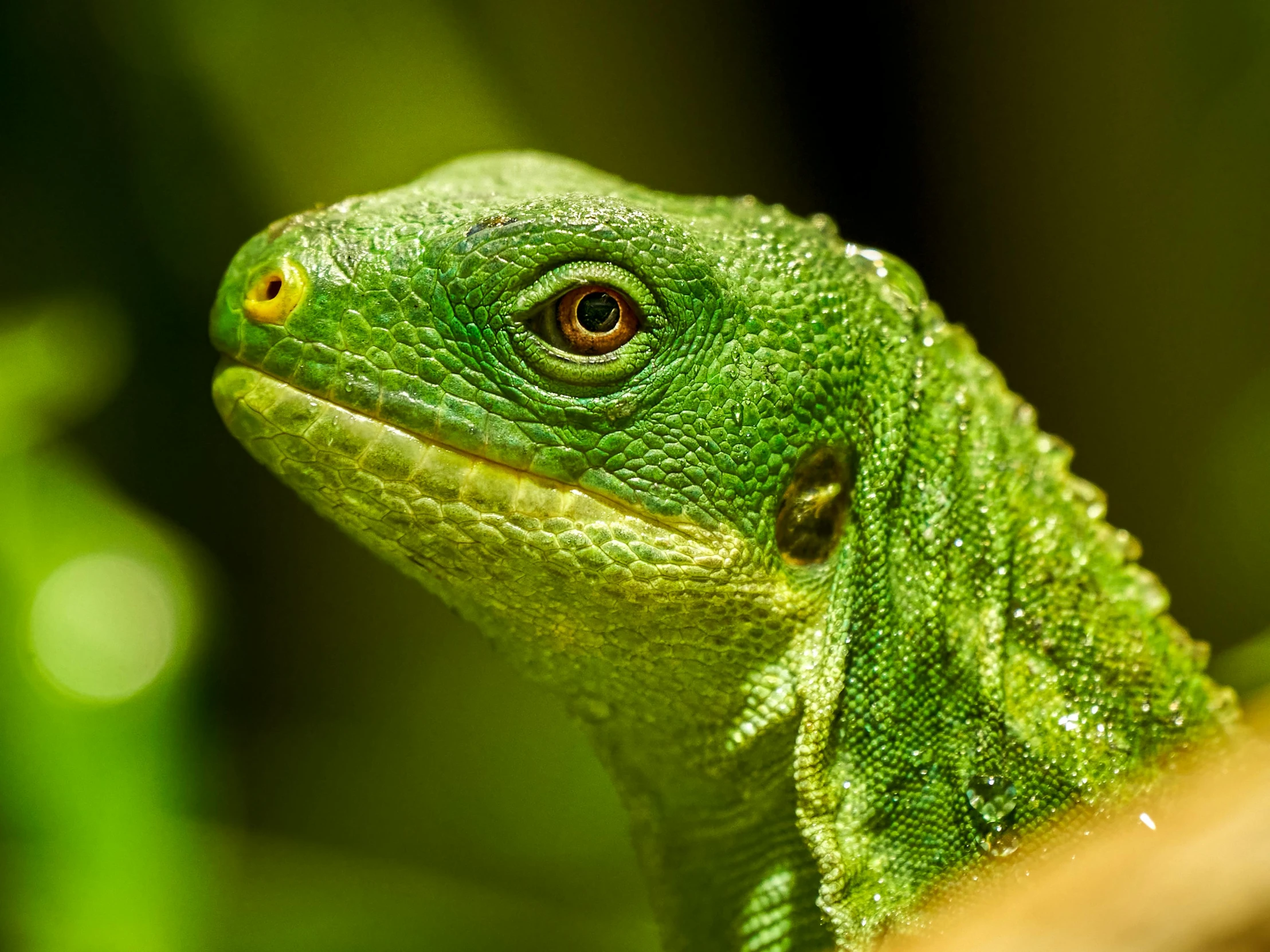 a green lizard is looking at the camera