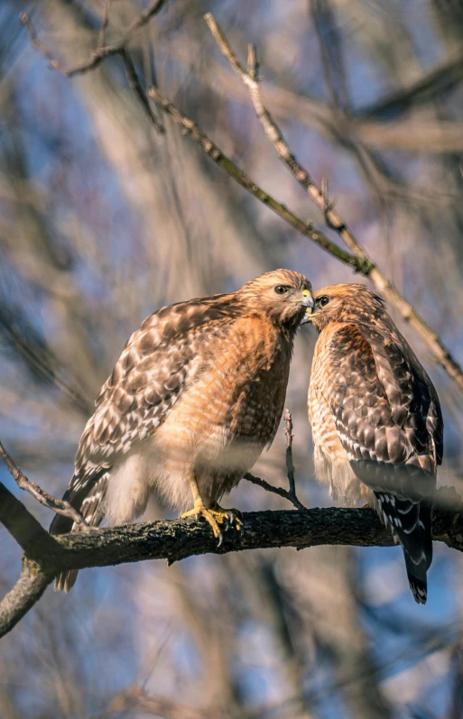 two birds of prey sharing a snack on a tree nch