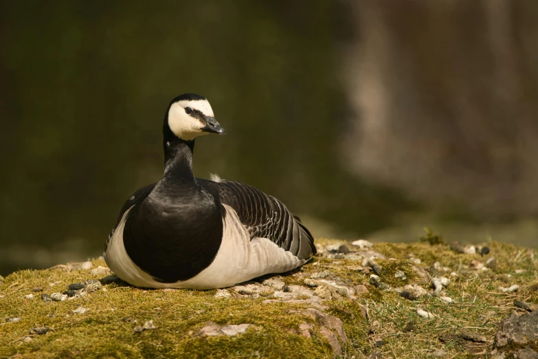 a white and black duck sitting on some rocks