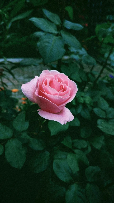 a single rose with several green leaves behind it