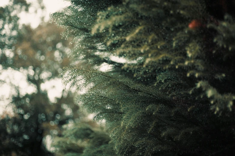 the image shows some very thin trees near each other