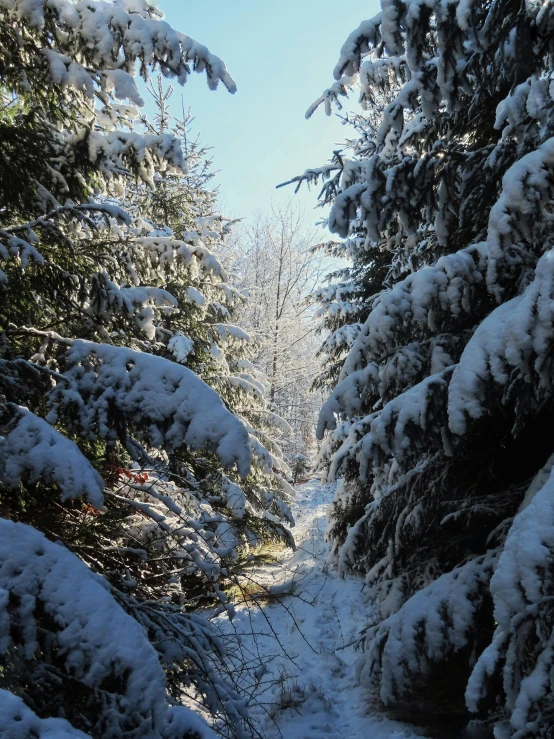 a very nice snowy path that is in the woods