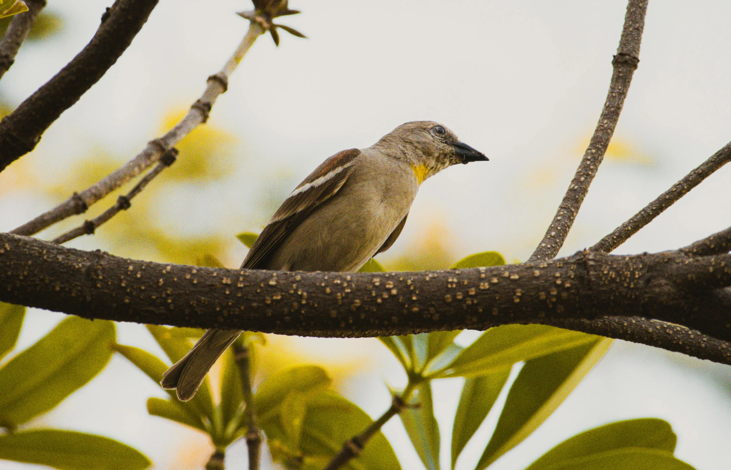 the bird perched on the nch of a tree looking