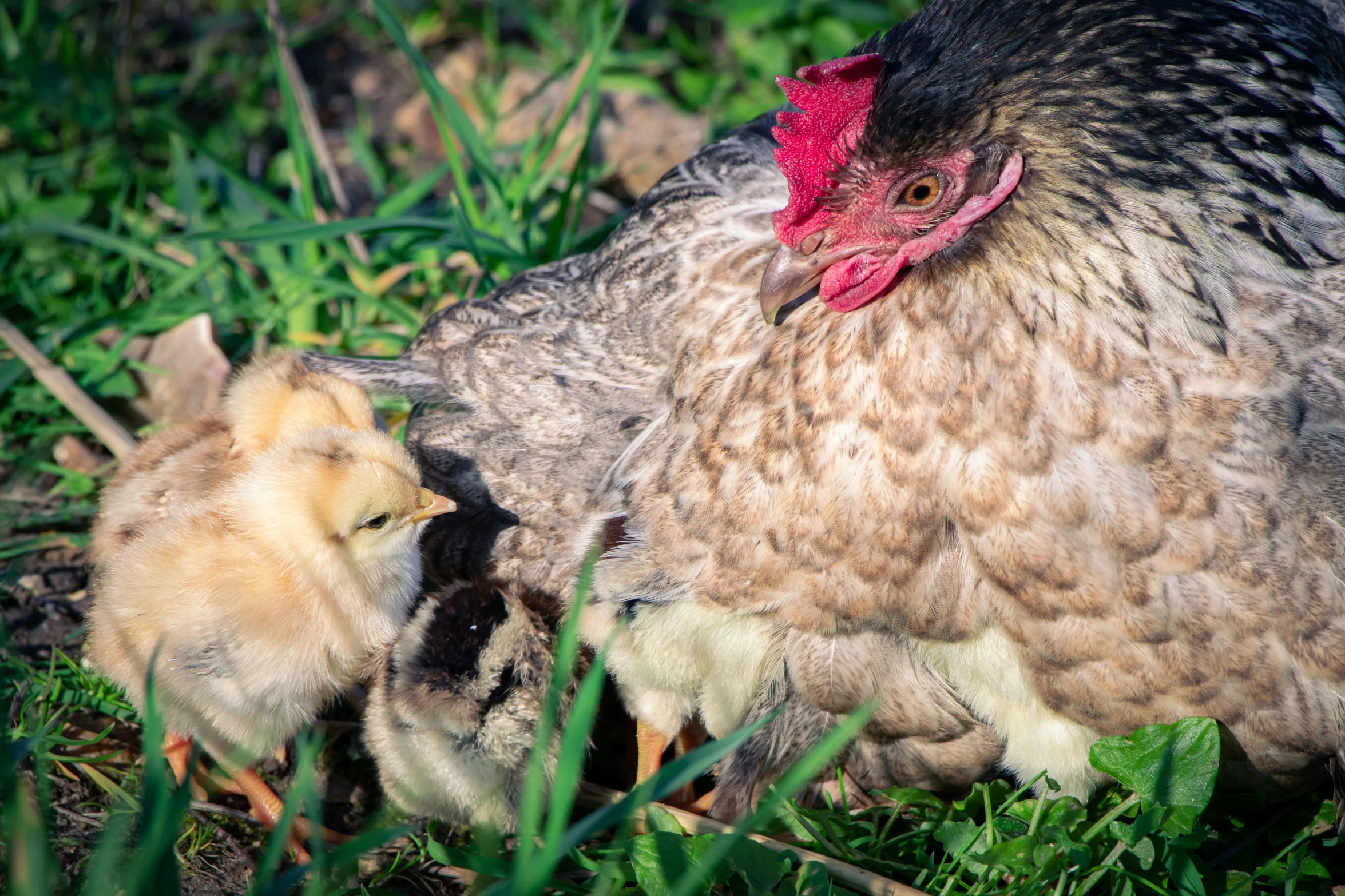 two chicks on grass with an adult chicken standing behind them