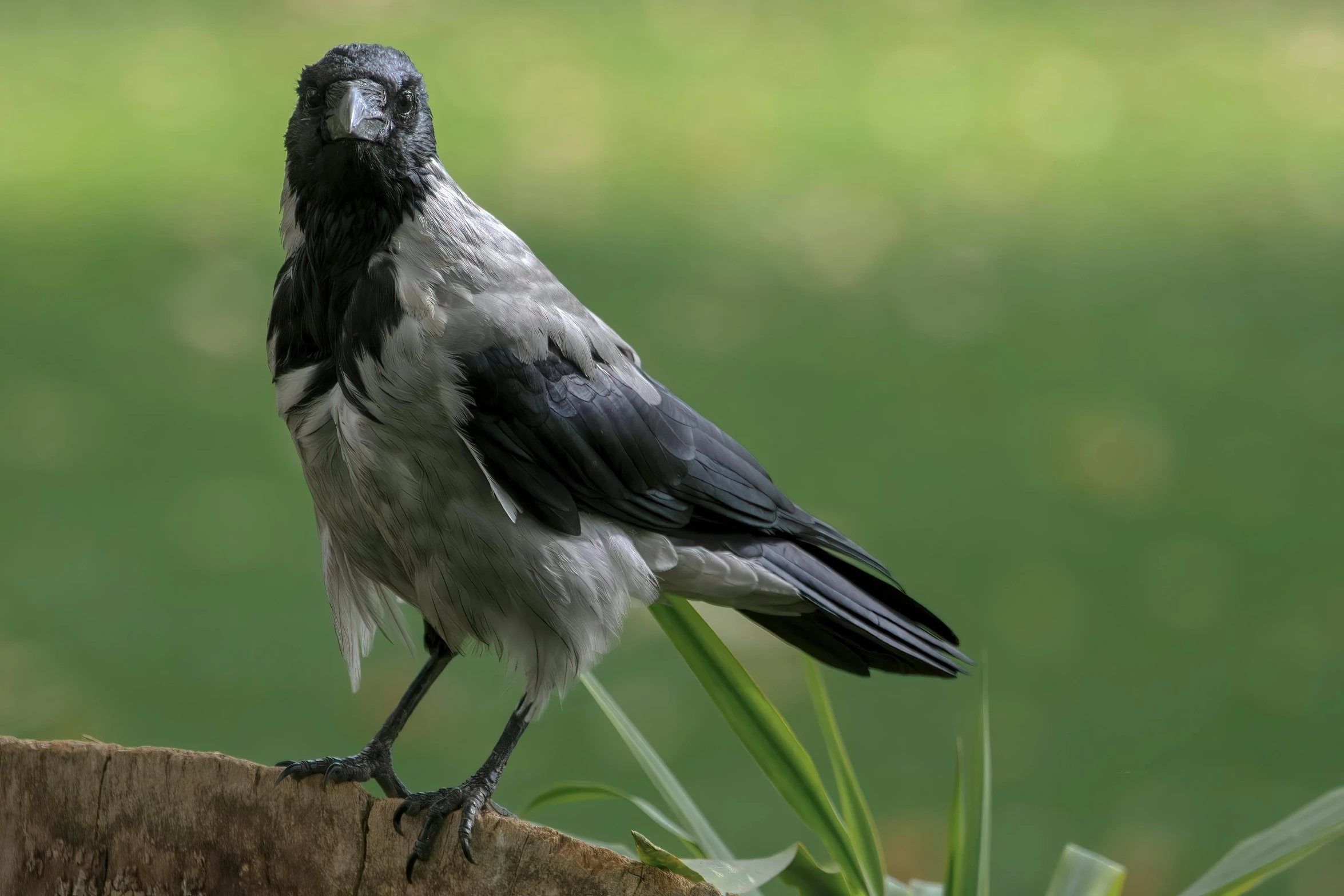 a close up of a bird on top of a wooden post