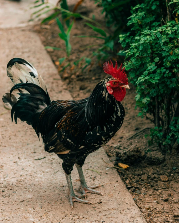 a rooster standing on the pavement next to a bush