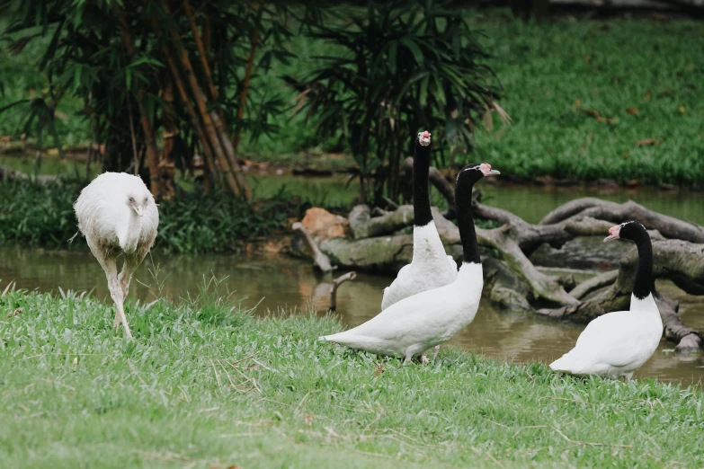 two goose are standing in a grassy area with other birds