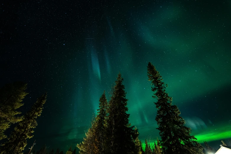 the northern lights shine in the trees above a tent