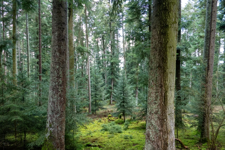 a forest filled with lots of green trees