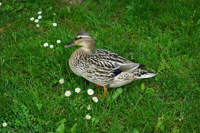 a duck in the grass surrounded by daisies