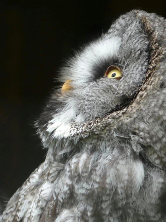 a owl with yellow eyes and gray fur