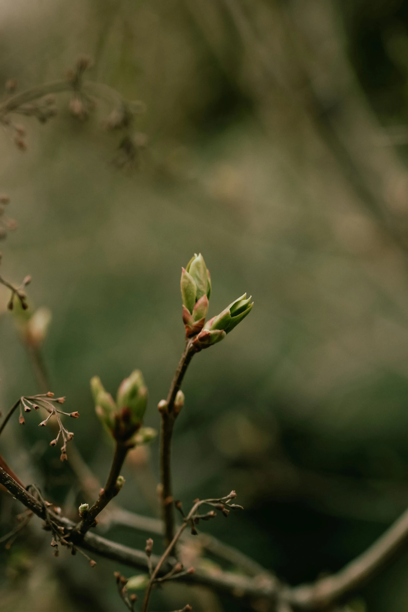 a tree nch with a few buds in bloom