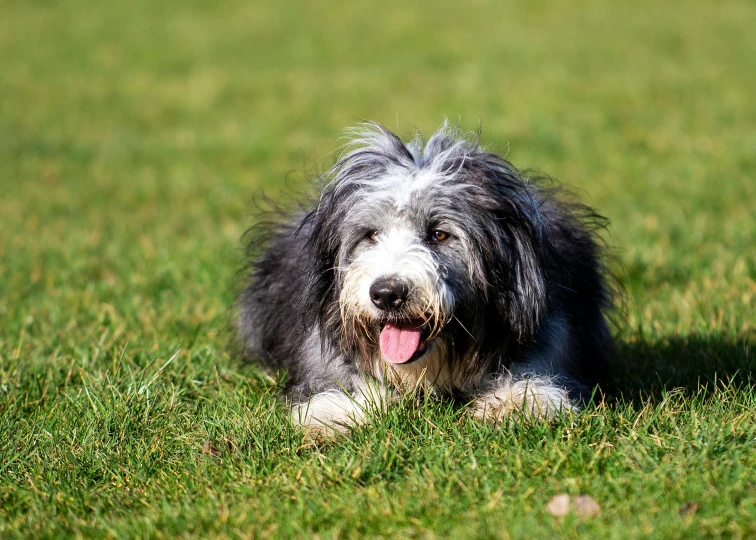 a gray and white dog sitting in the grass