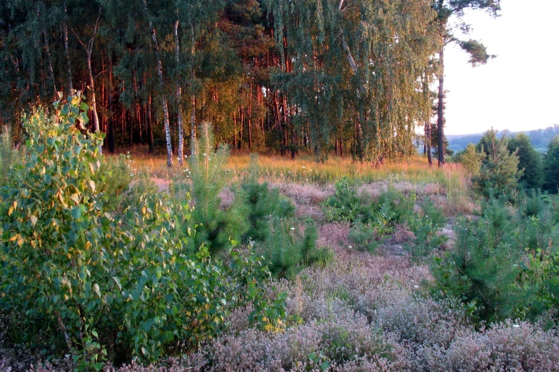 a forest filled with lots of different trees