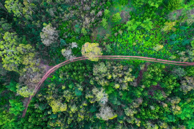 an overhead view of trees in a green area