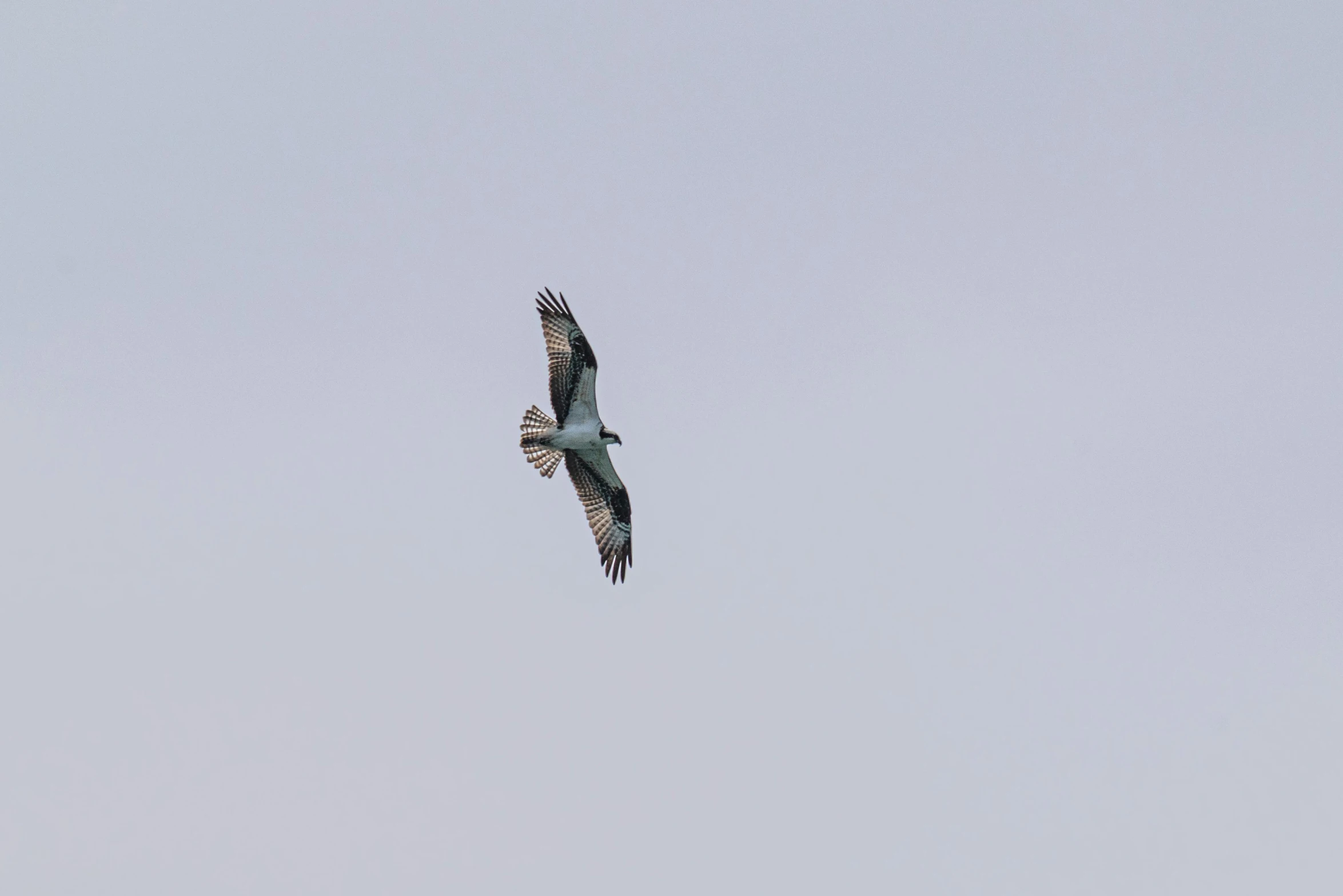 a bird flying through a gray sky, in the background a building