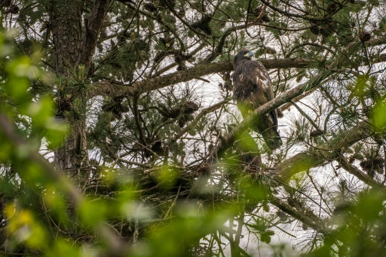 a large bird sitting on top of a tree