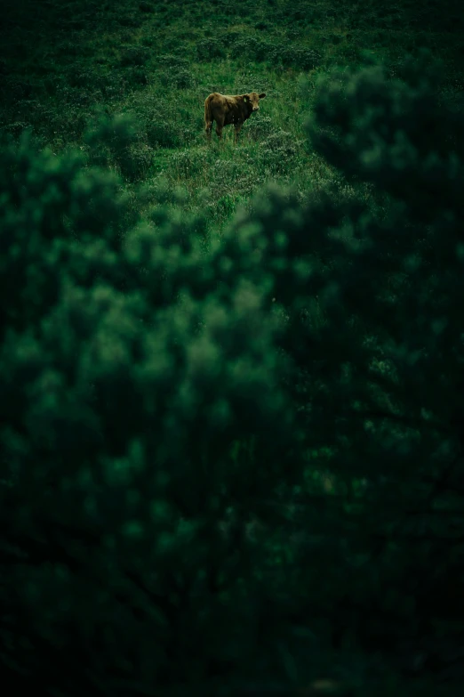 lone animal walking through a green field, in a dark forest