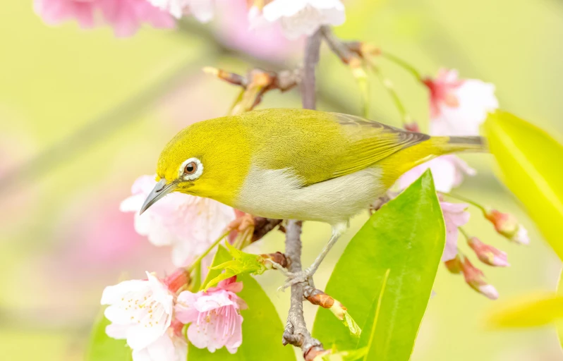 a yellow bird sitting on top of a tree