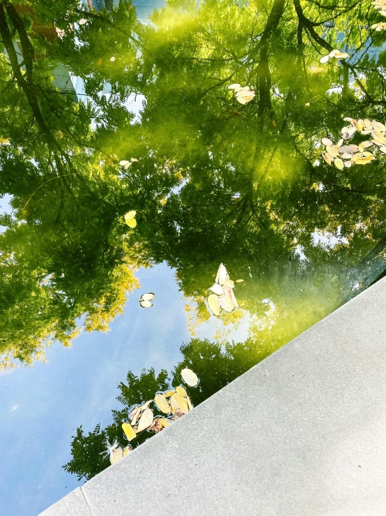 a reflection of trees in the water of a canal