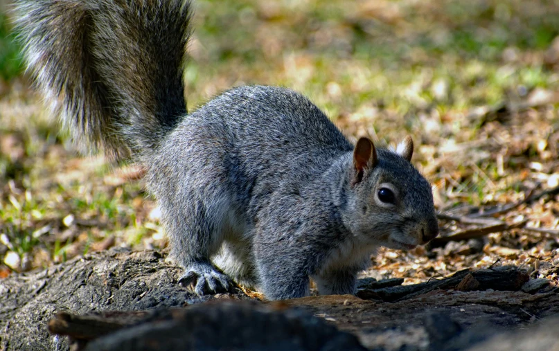 a gray squirrel with his mouth open, sitting on the ground