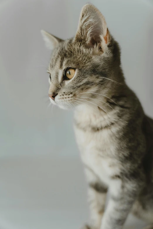 a small gray striped cat looks up while sitting