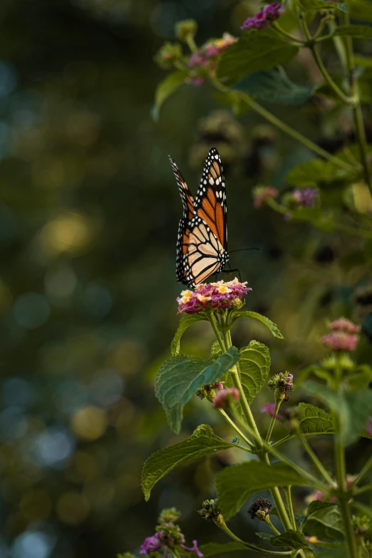 a erfly is sitting on a flower in the middle of its flight