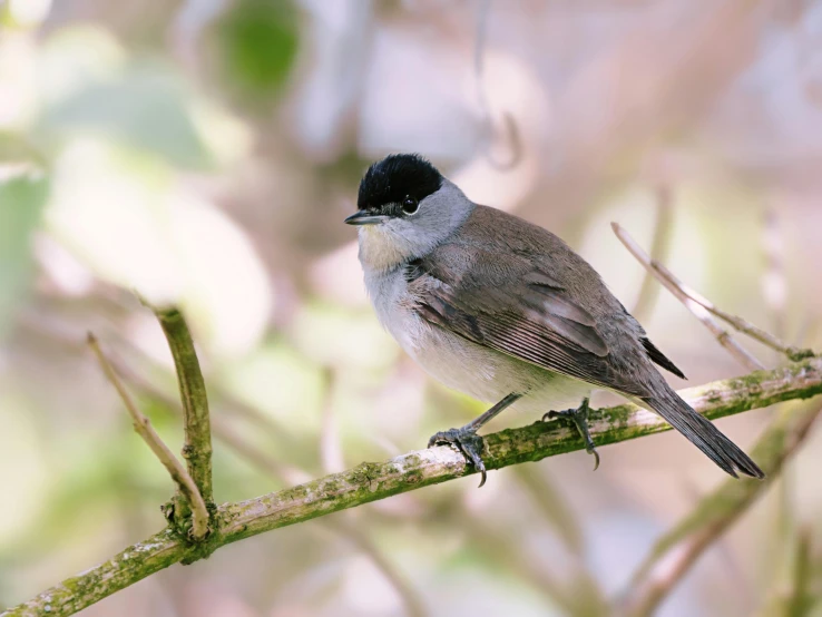 this bird is standing on the top of a thin tree nch