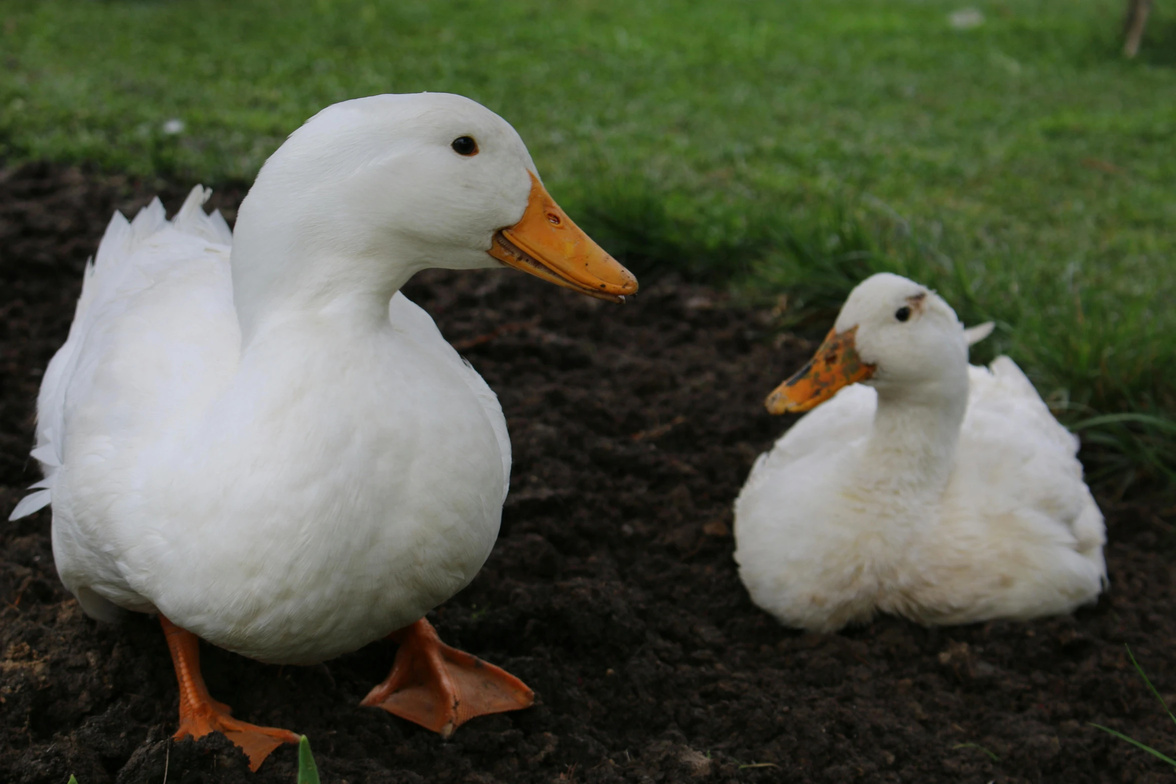 a pair of white ducks sit on the ground