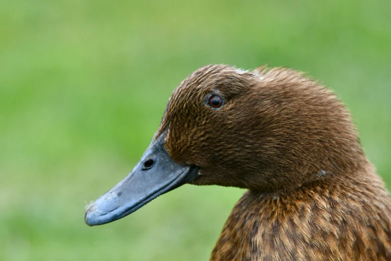 a brown and white duck with long beak