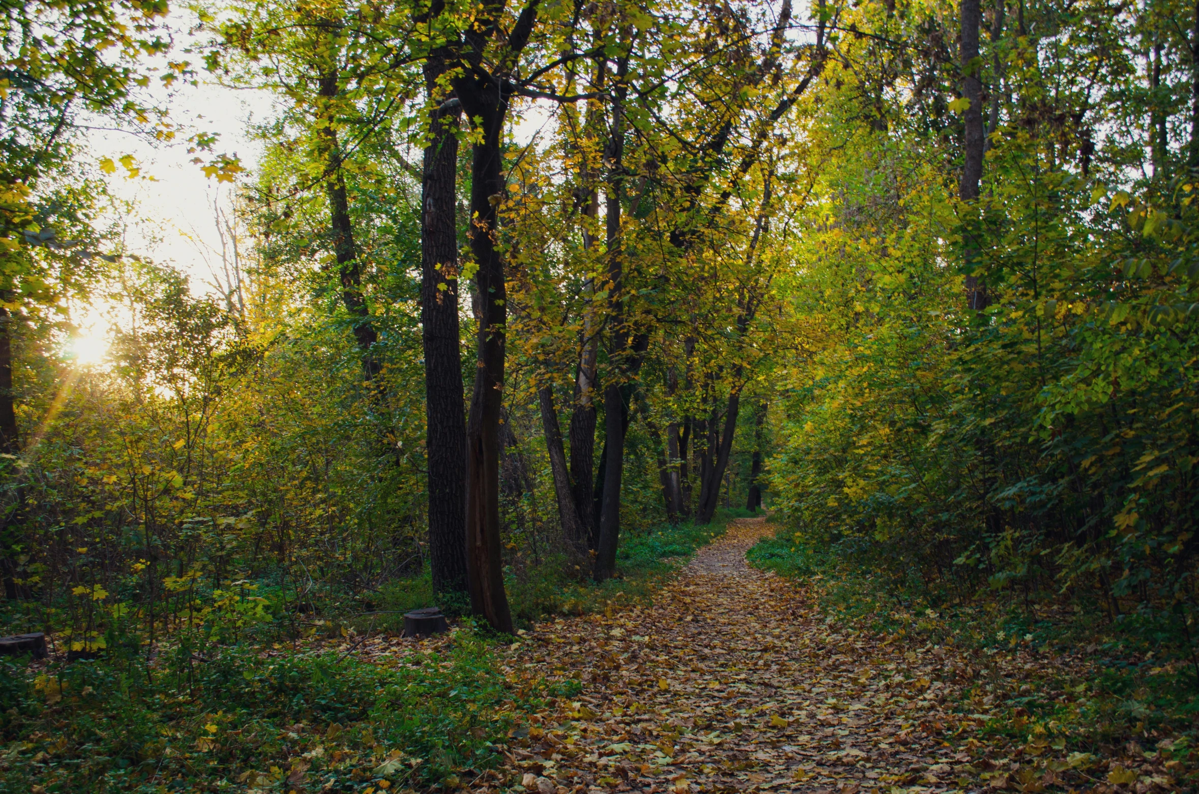 a small dirt trail in a forest is surrounded by leaves