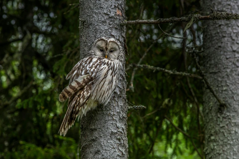 a bird perched on top of a tree