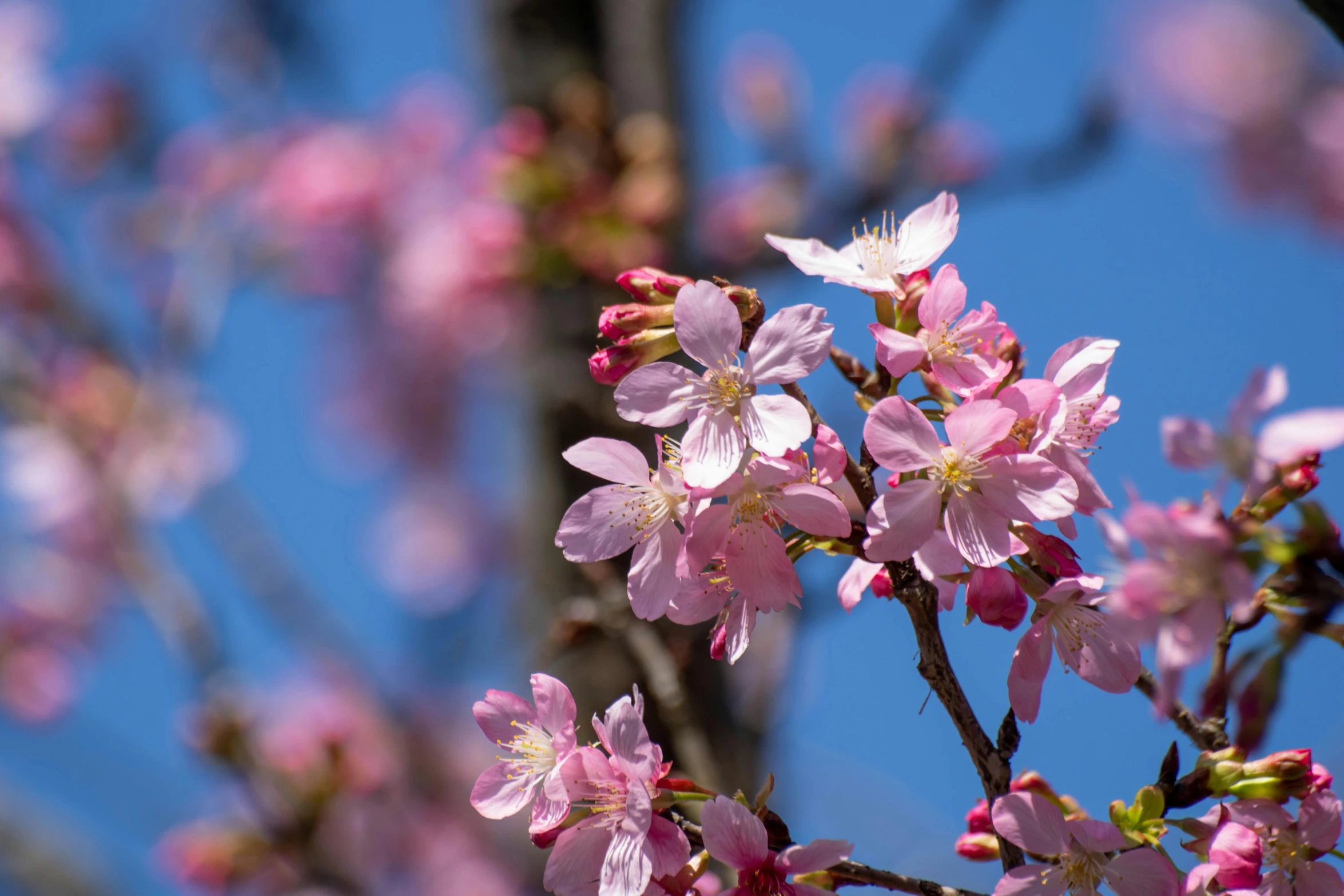 pink flowers on the nches of a tree