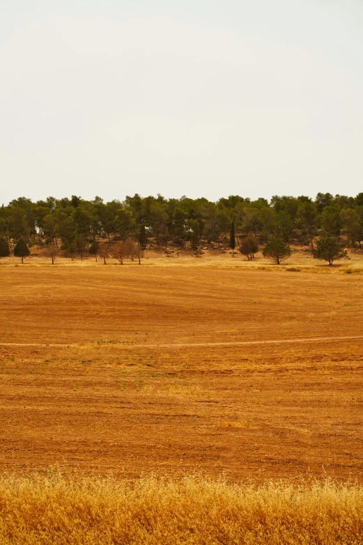 two giraffes in the middle of an open field