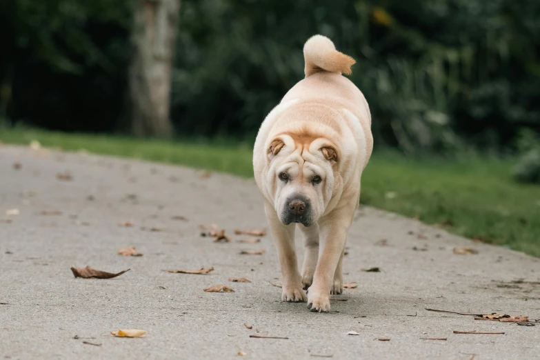 a dog that is walking in the dirt