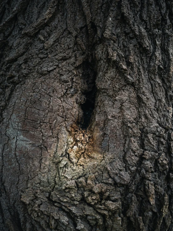 the bark on a tree is a textured background