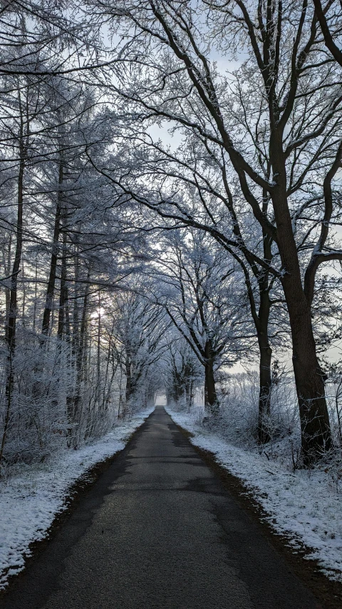 a long road between some trees and snow