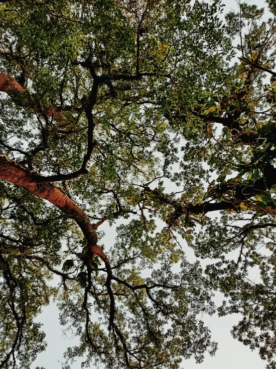 the sky is very cloudy with green leaves