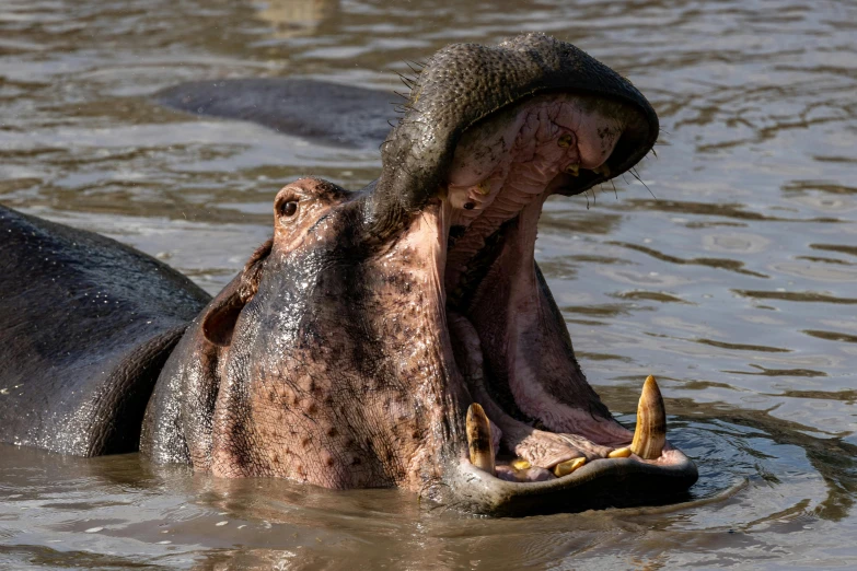 the hippopotamus was submerged in the water and its front end is open