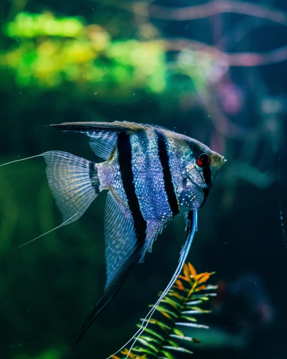 an image of a fish in an aquarium