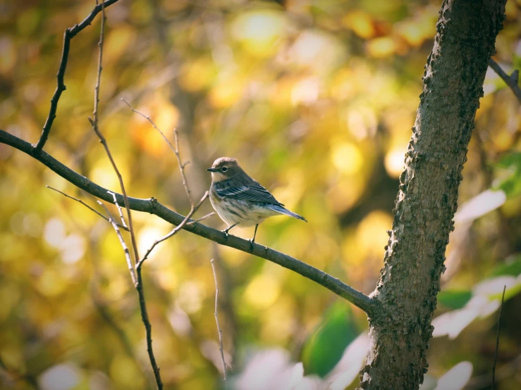 a bird perched on a tree nch in the forest