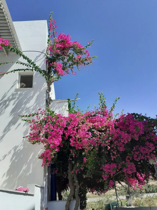 the bright pink flowers are on the tree outside of the house