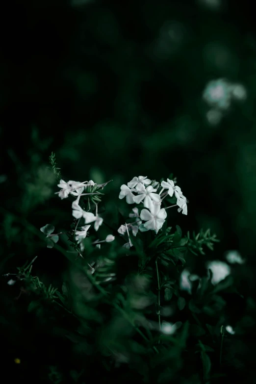 white flowers in a dark and green area