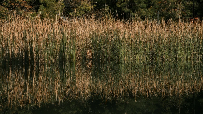 a river that has a very tall amount of weeds