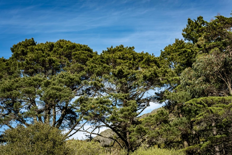 a large green field with a few horses and trees