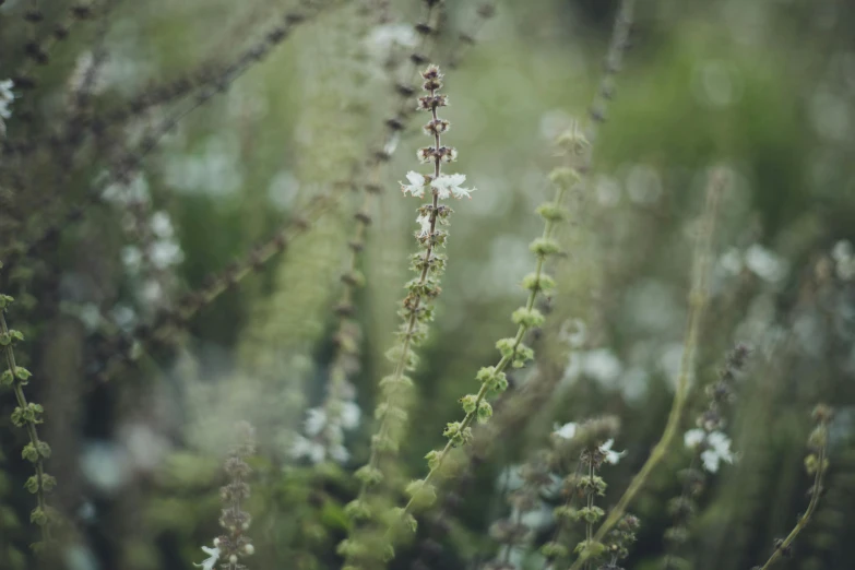 some green and white plants in a field