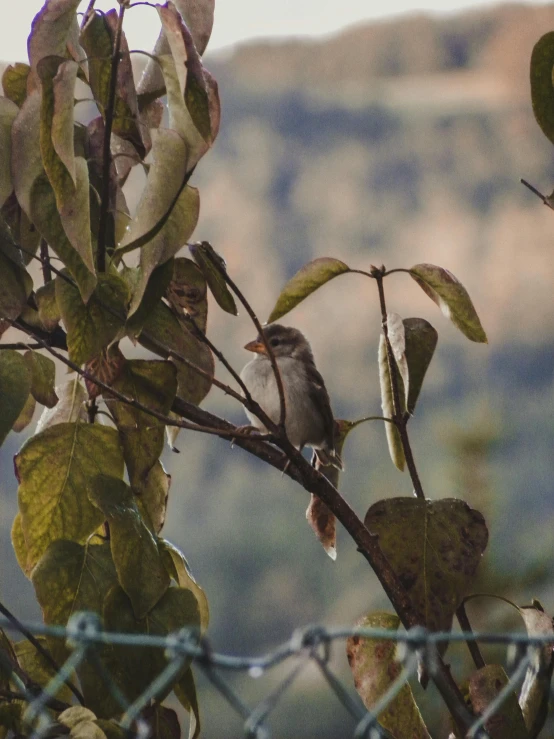 a small bird sitting on a thin nch