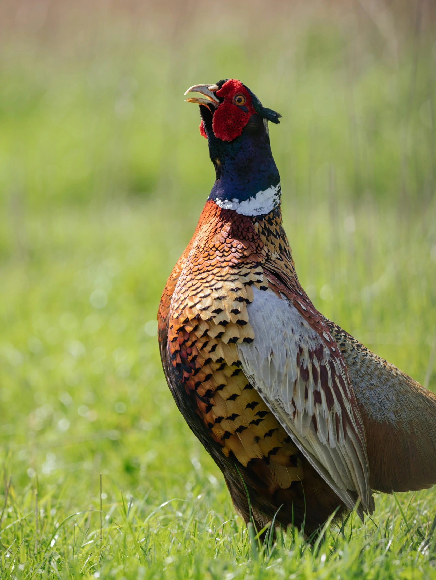 the pheasant is standing in the grass looking straight ahead