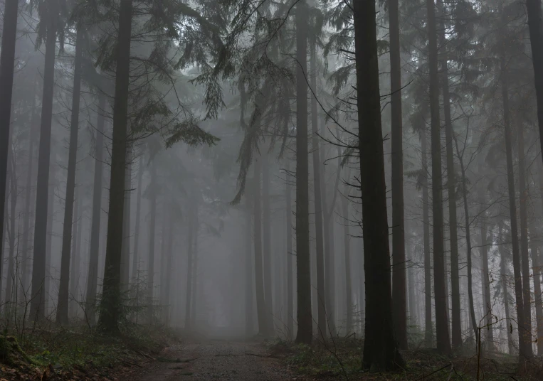 a dark forest filled with lots of tall trees